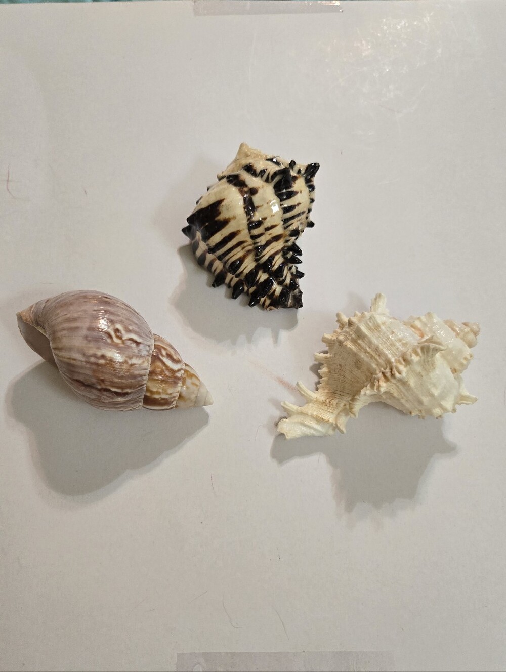 Set /3 Sea Shells